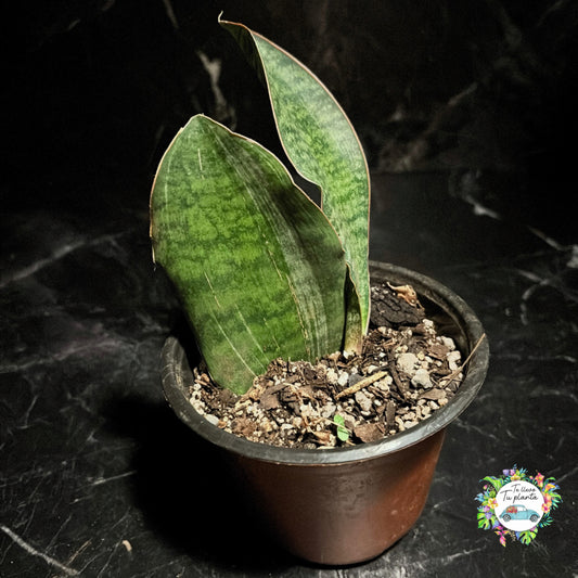Sansevieria Whale Fin “5