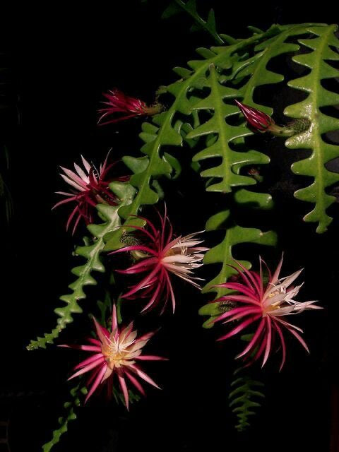 Disocactus Anguliguer “5