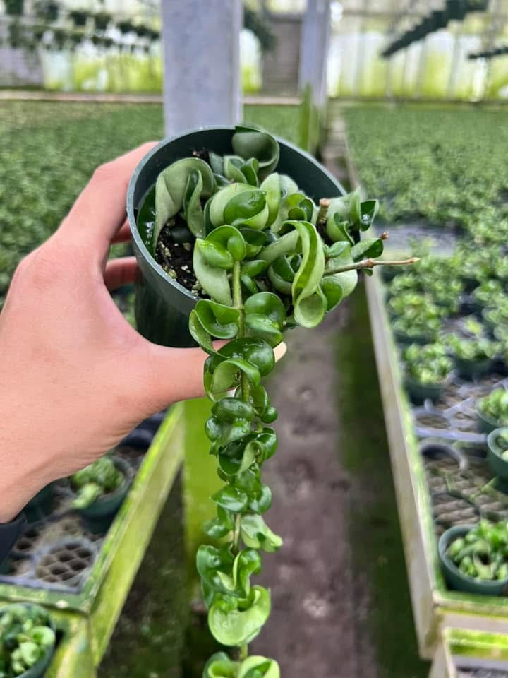 Hoya compacta "4