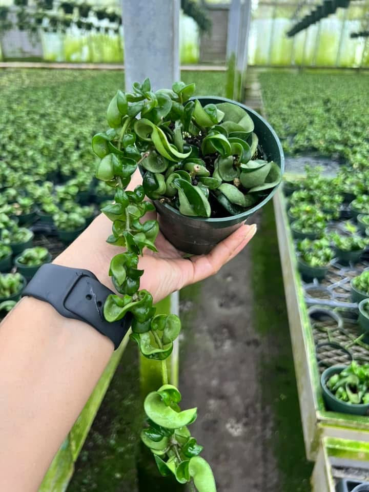 Hoya compacta "4