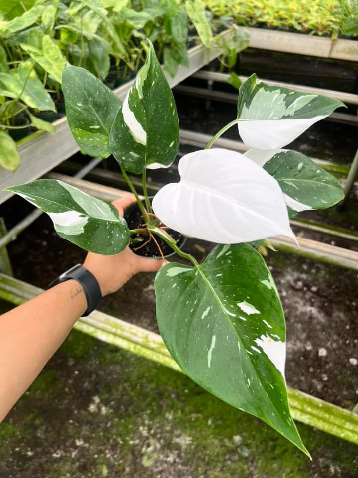 Philodendron White Princess "4