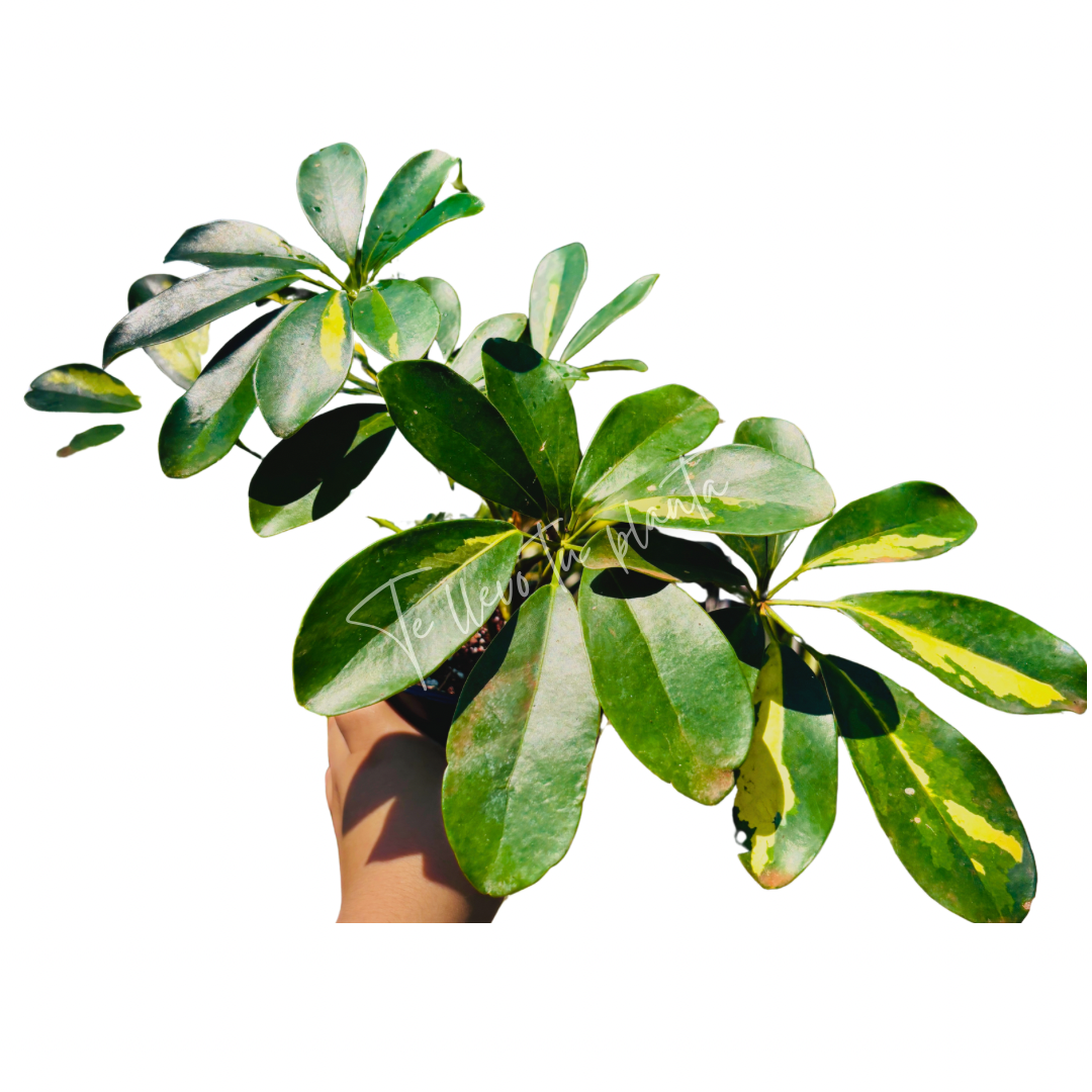 Schefflera Variegada "5