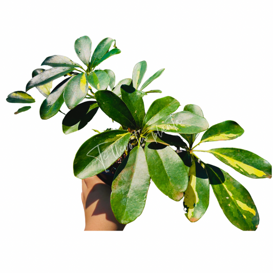Schefflera Variegada "5