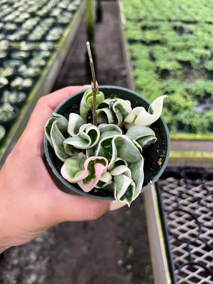 Hoya compacta Variegada "4