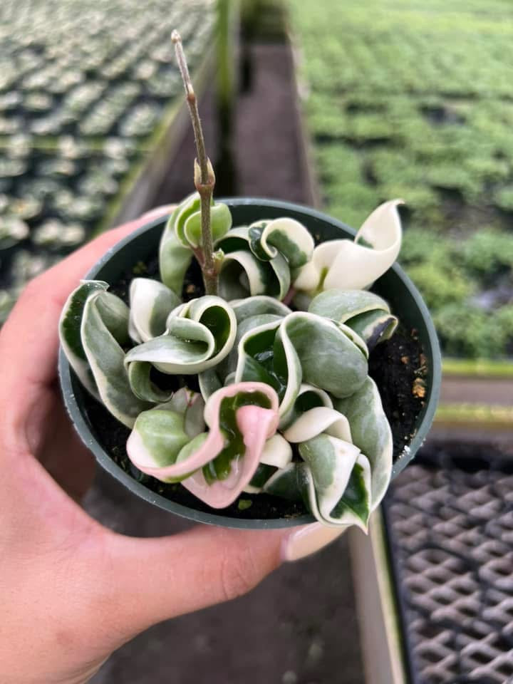Hoya compacta Variegada "4