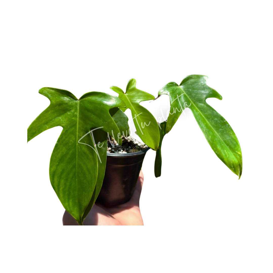 Philodendron Pedatum "4
