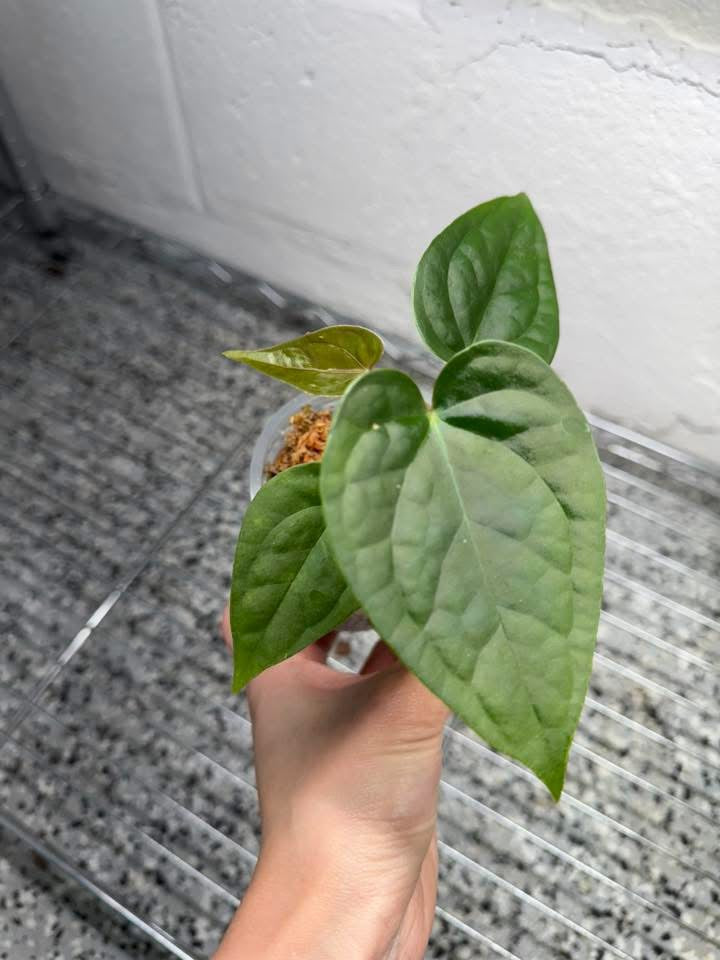 Anthurium Dorayaki x Luxurians