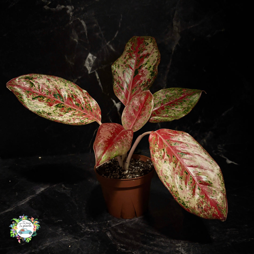 Aglaonema Karat “4