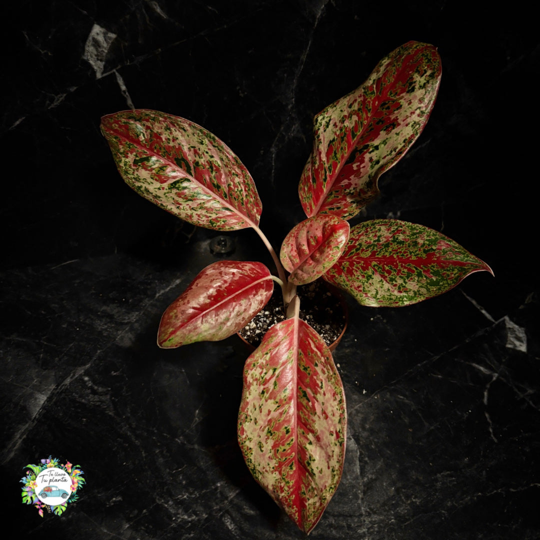 Aglaonema Karat “4