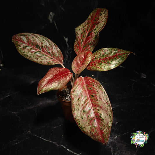 Aglaonema Karat “4