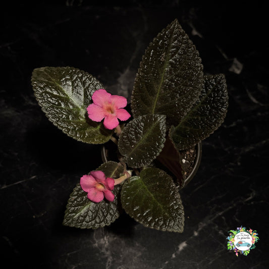 Episcia Rosa "4