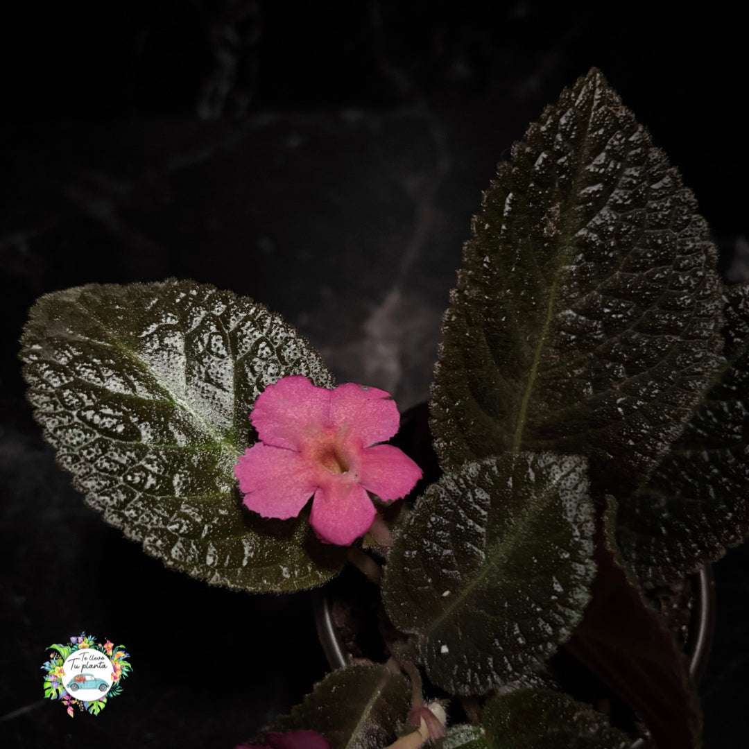 Episcia Rosa "4