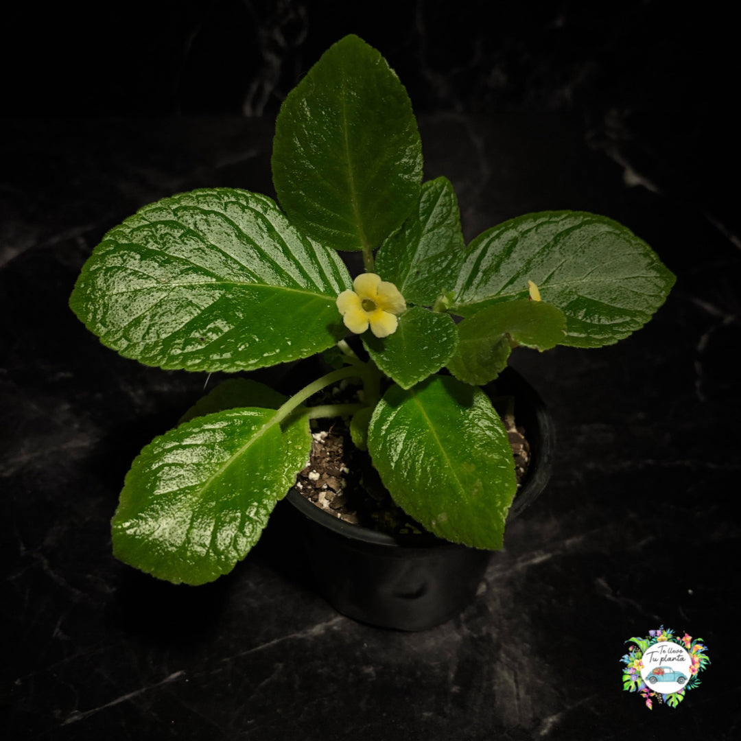 Episcia Tropical Topaz "4