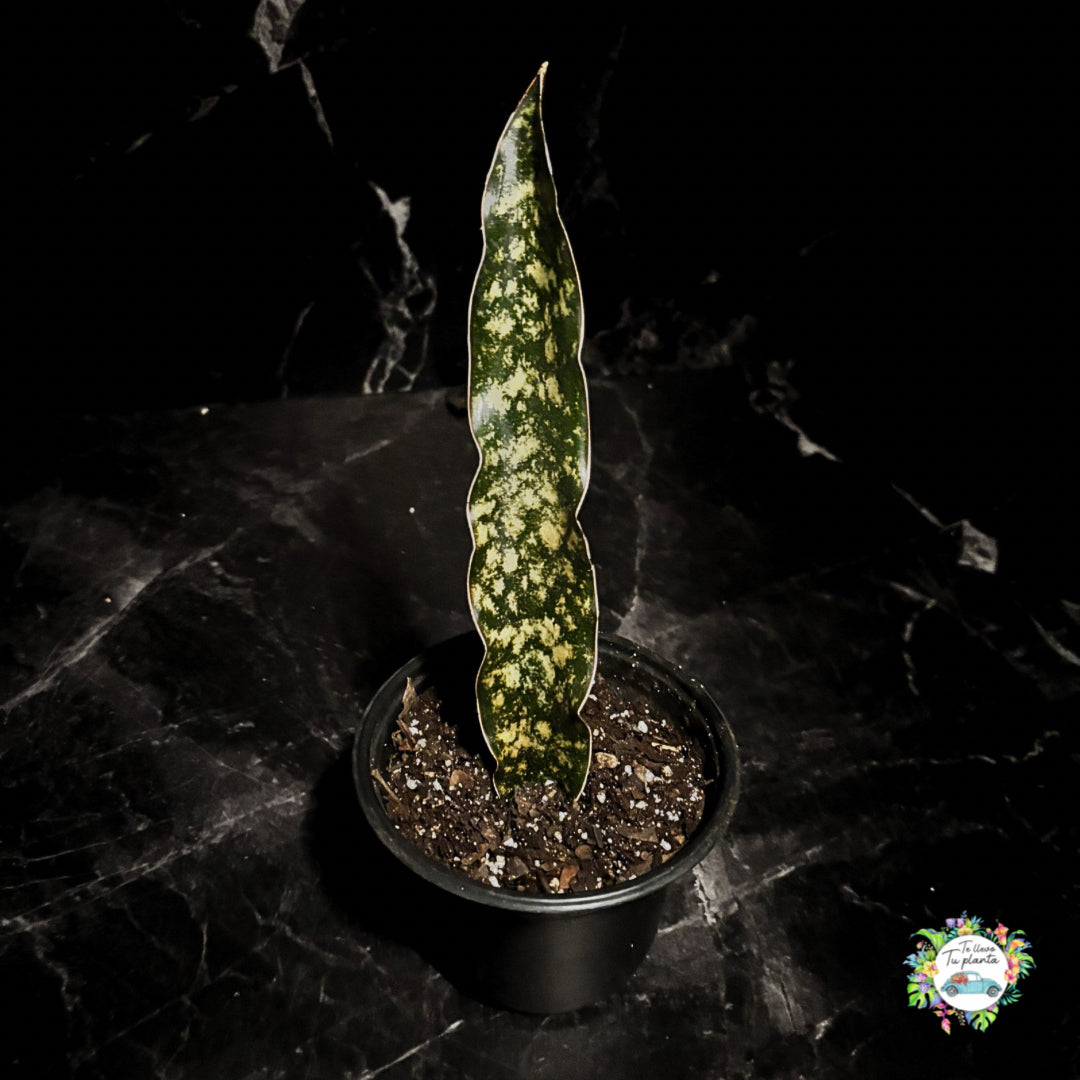 Sansevieria Kirkii “6