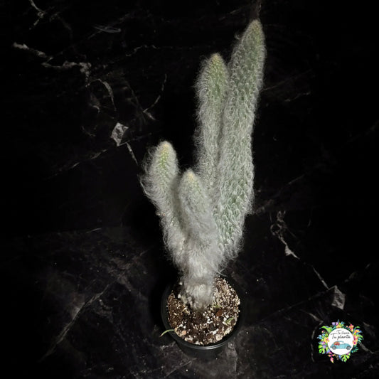 Opuntia Orbiculata “5