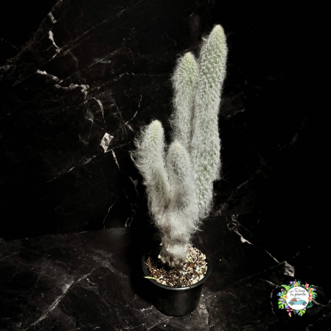 Opuntia Orbiculata “5