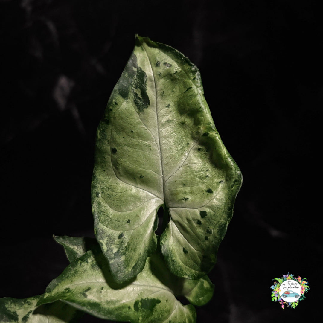 Syngonium Green Freckles "4