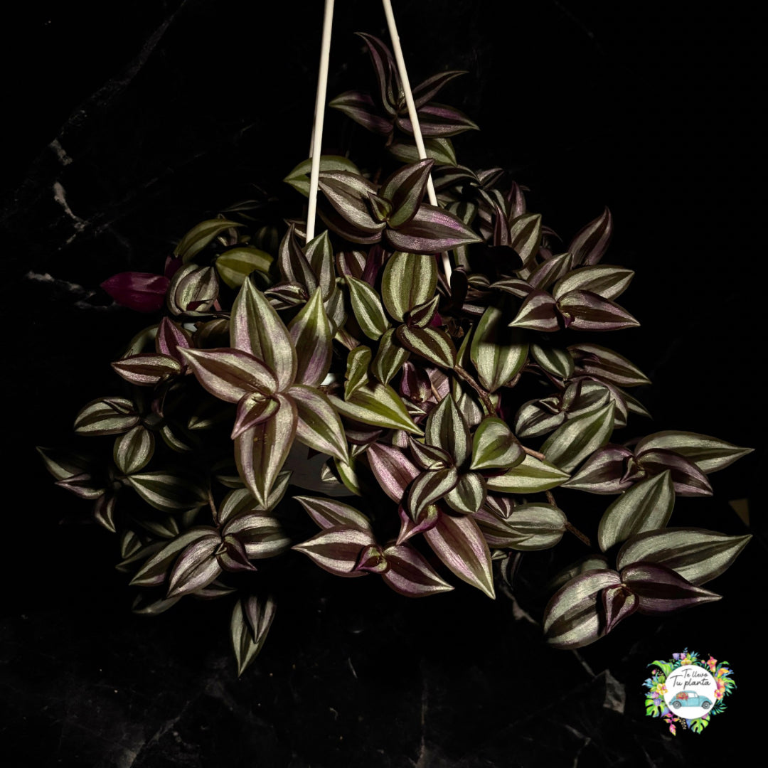 Tradescantia Zebrina "7 Colgante