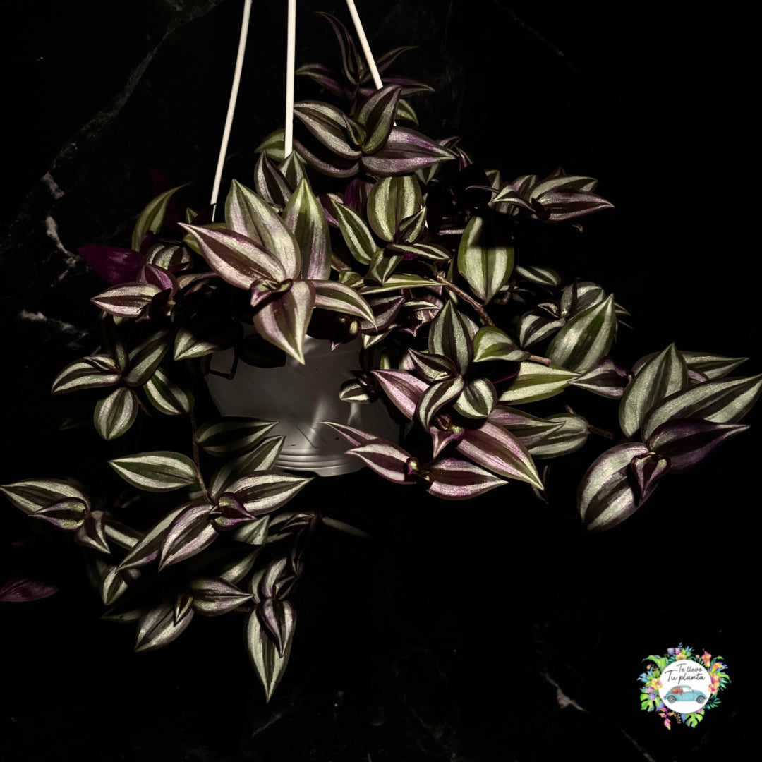 Tradescantia Zebrina "7 Colgante