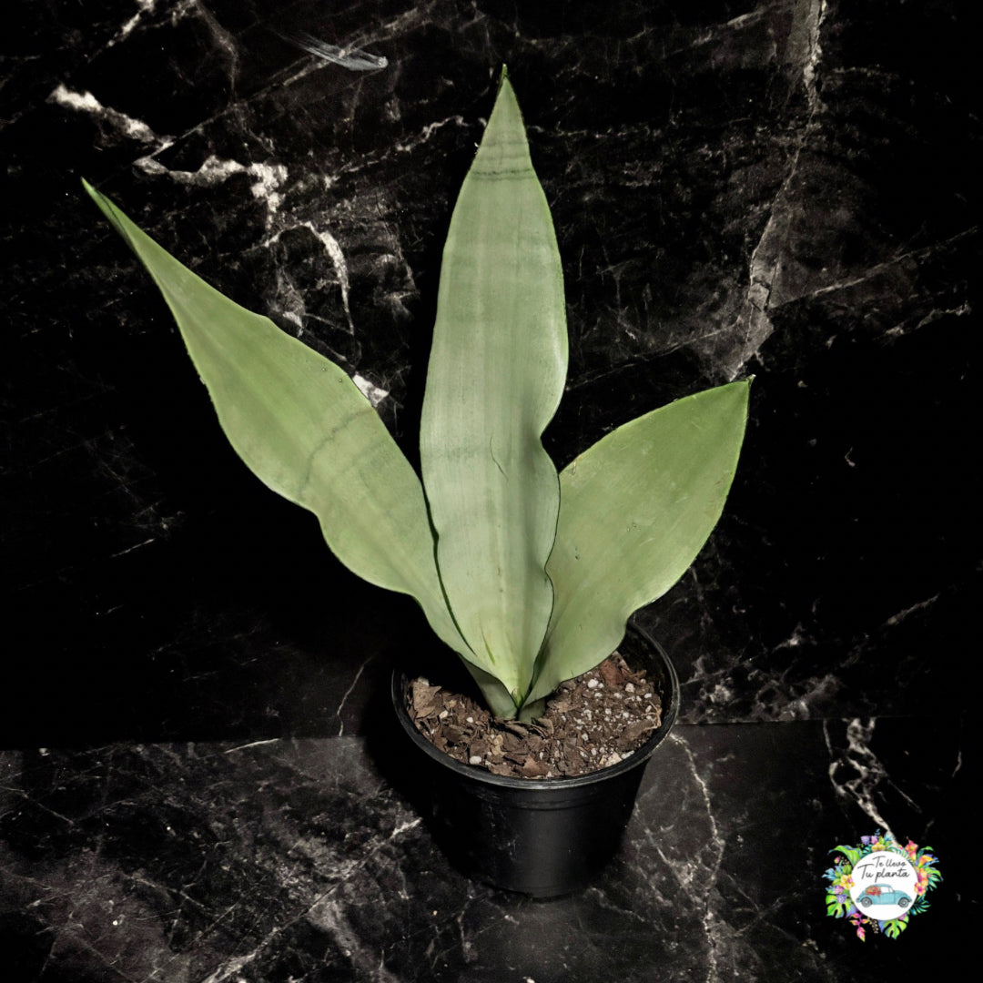 Sansevieria Moonshine “5