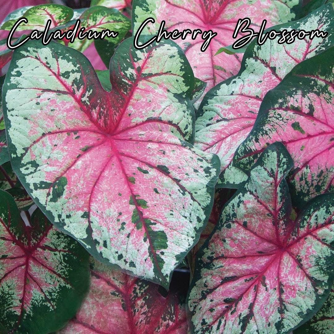 Bulbo de Caladium Cherry Blossom