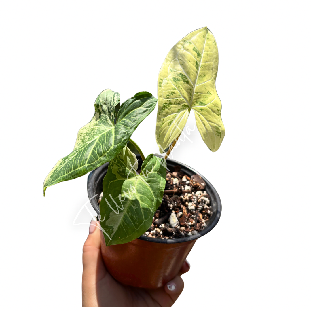 Syngonium Batik Albo “4