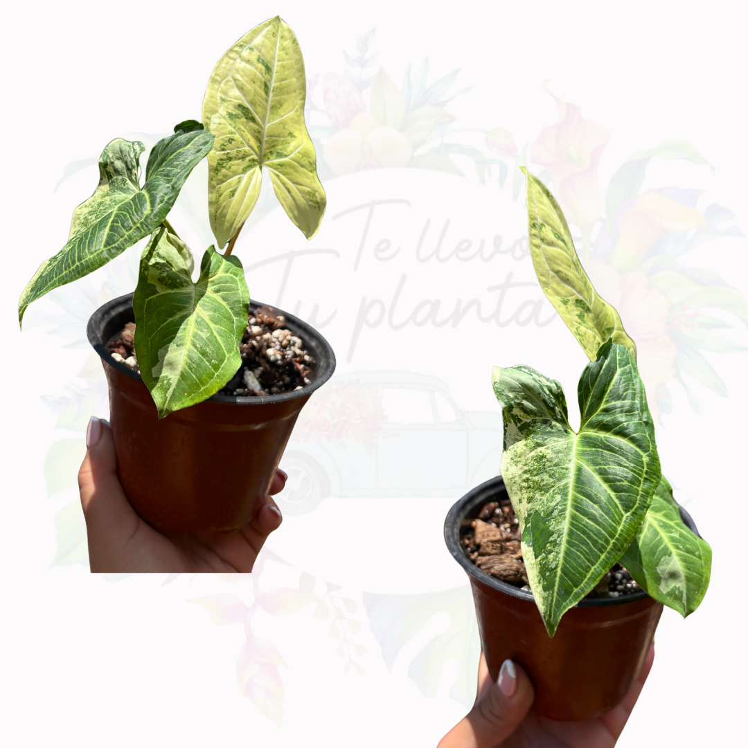 Syngonium Batik Albo “4