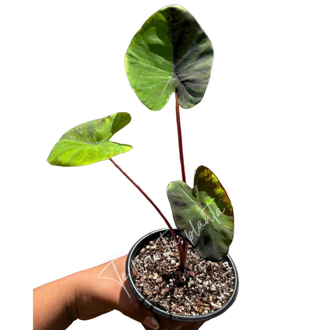 Colocasia Black Marble “5