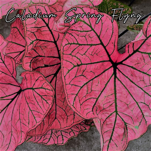 Bulbo de Caladium Spring Fling