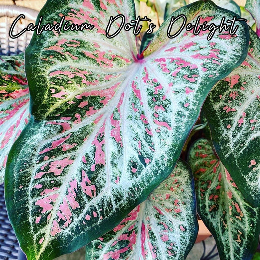 Bulbo de Caladium Dot’s Delight