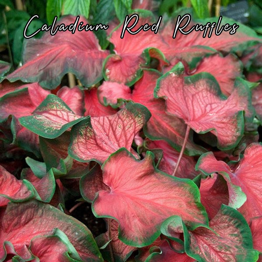 Bulbo de Caladium Red Ruffles
