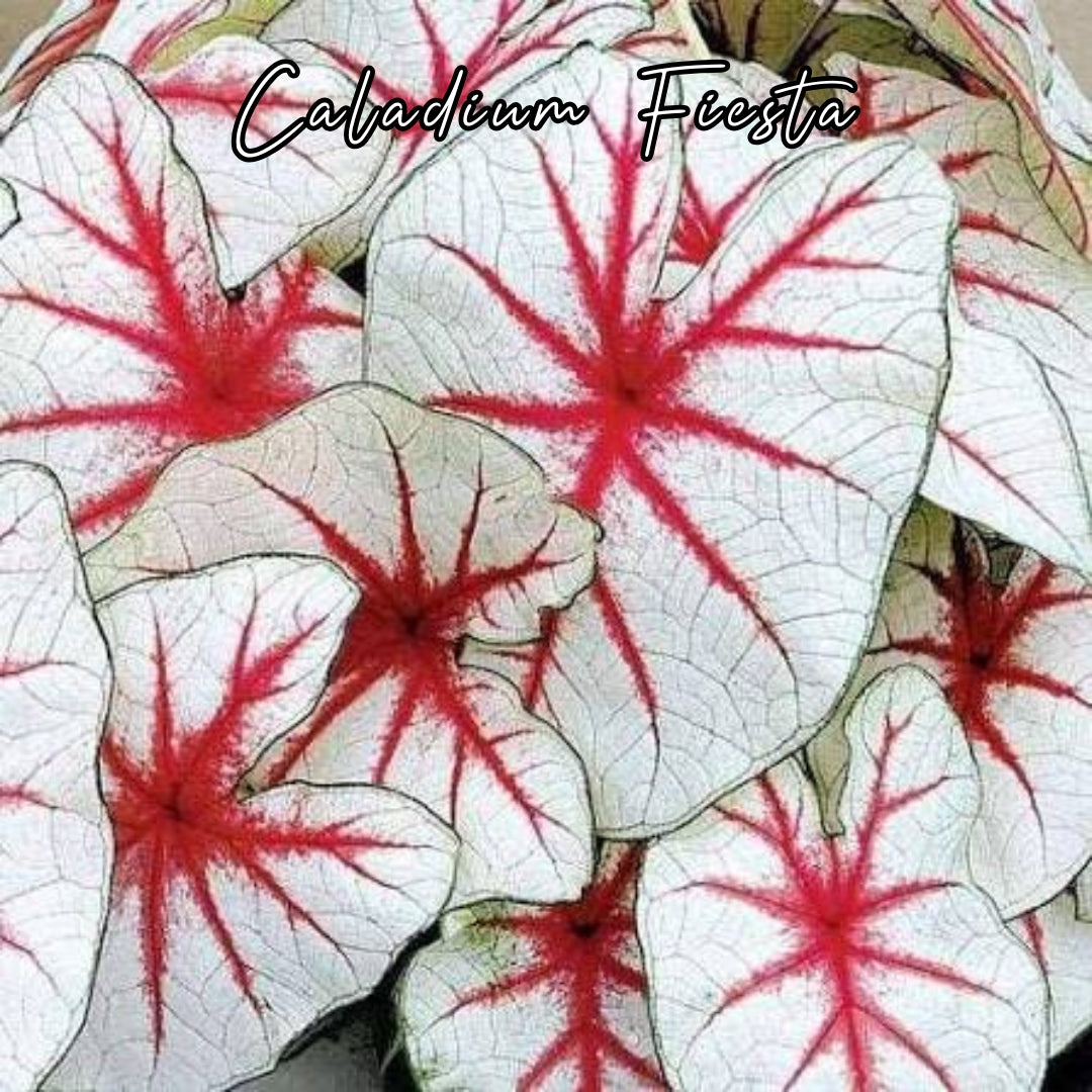 Bulbo de Caladium Fiesta