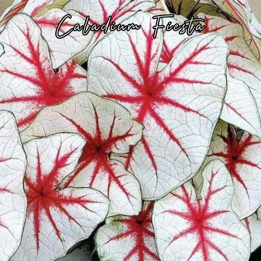 Bulbo de Caladium Fiesta