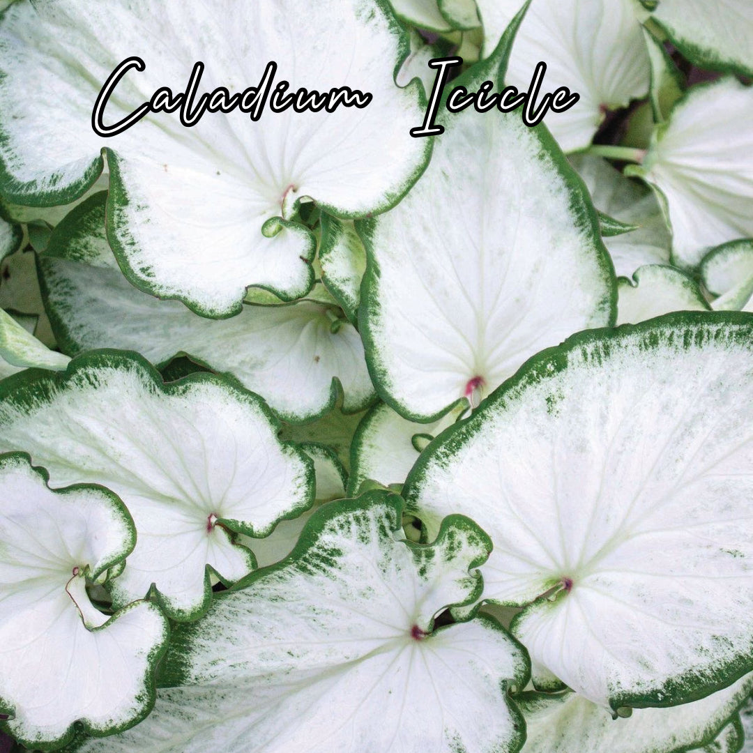 Bulbo de Caladium Icicle