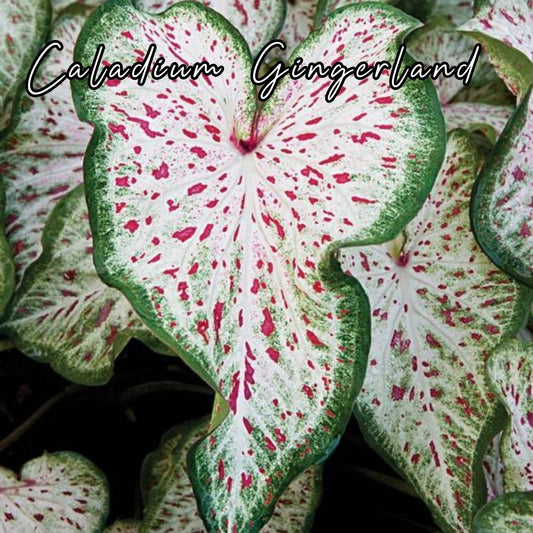 Bulbo de Caladium Gingerland