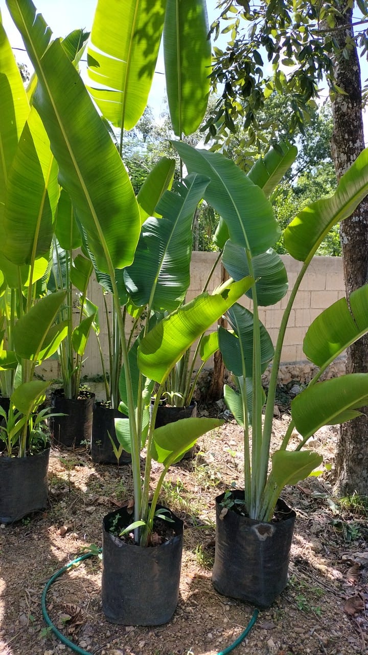 Ravenala Madagascariensis (Palma Viajera)