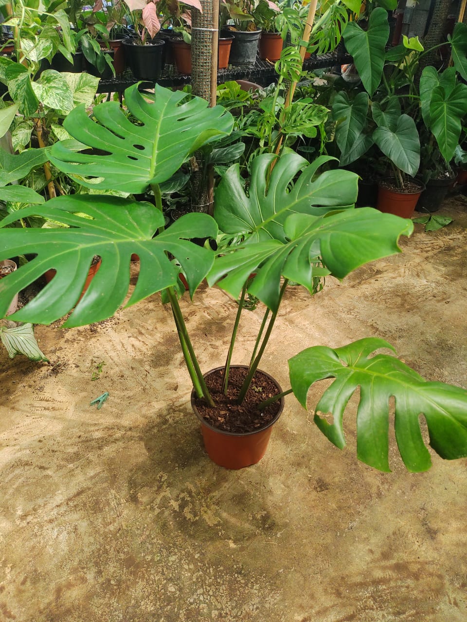 Monstera Deliciosa