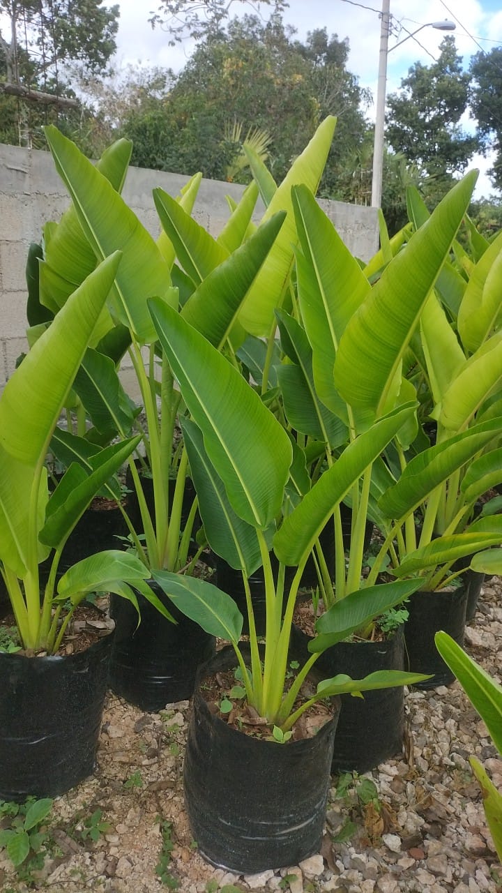 Ravenala Madagascariensis (Palma Viajera)