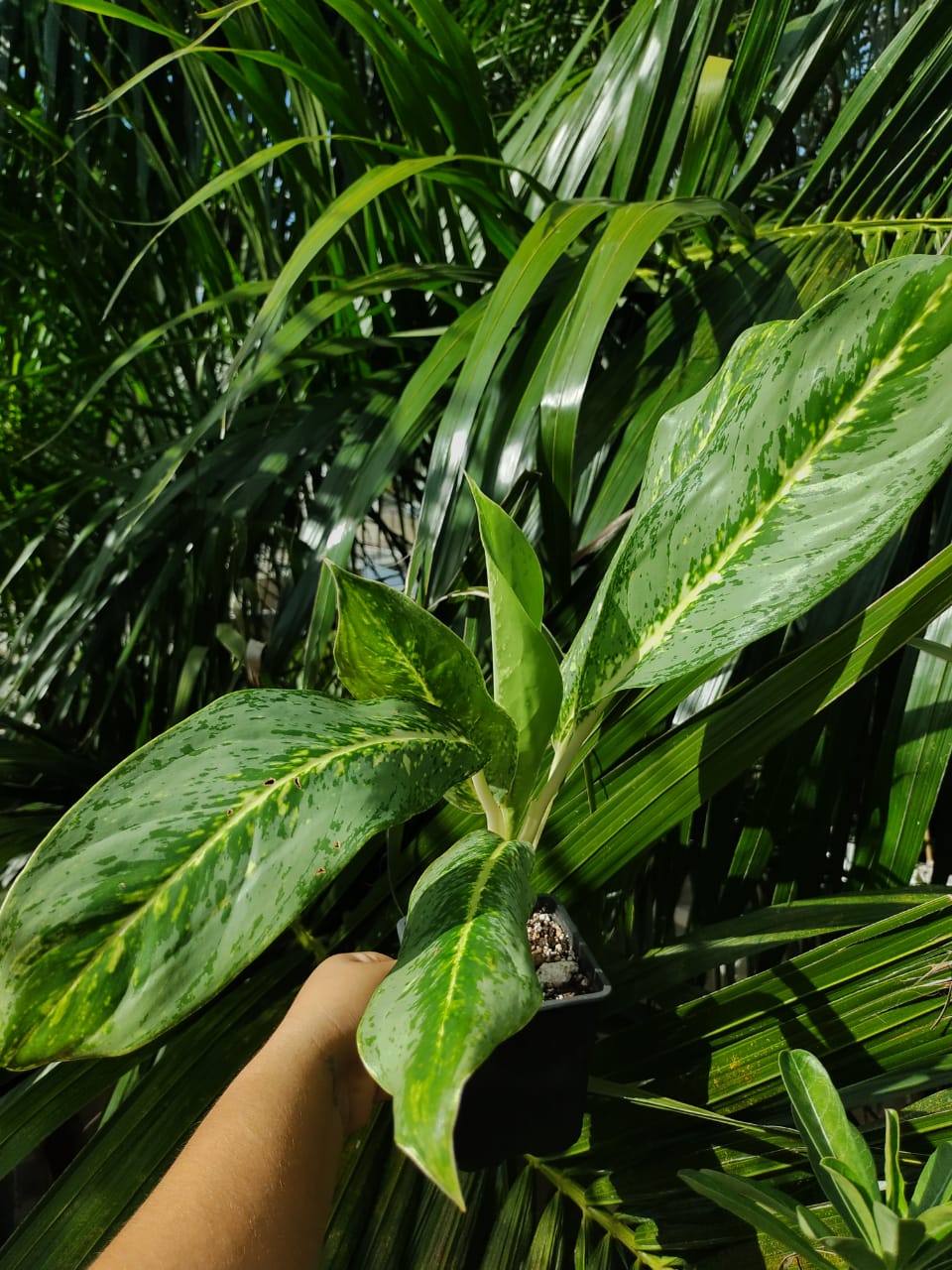 Aglaonema Green Yellow (Key Lime)
