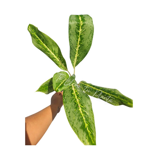 Aglaonema Green Yellow (Key Lime)