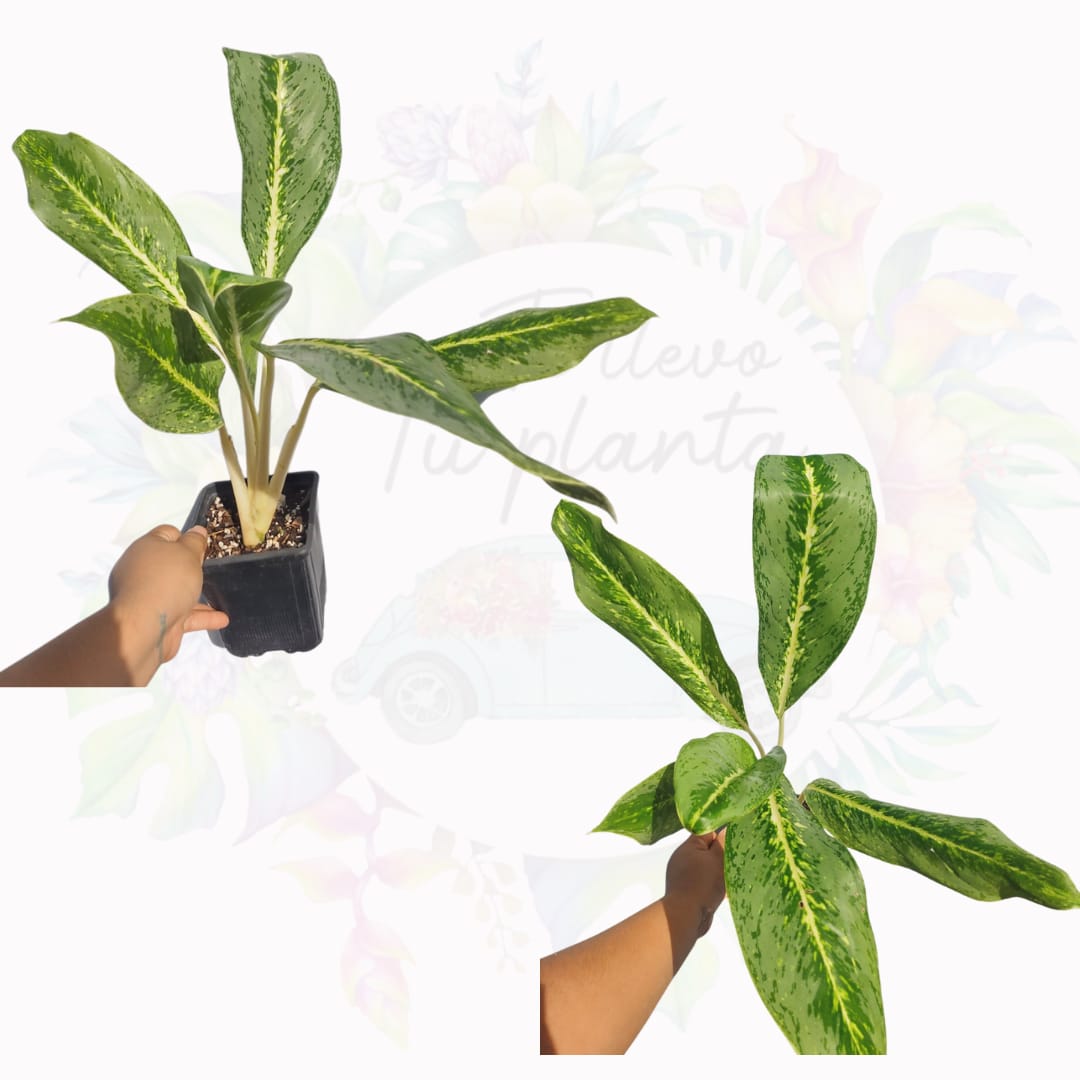 Aglaonema Green Yellow (Key Lime)