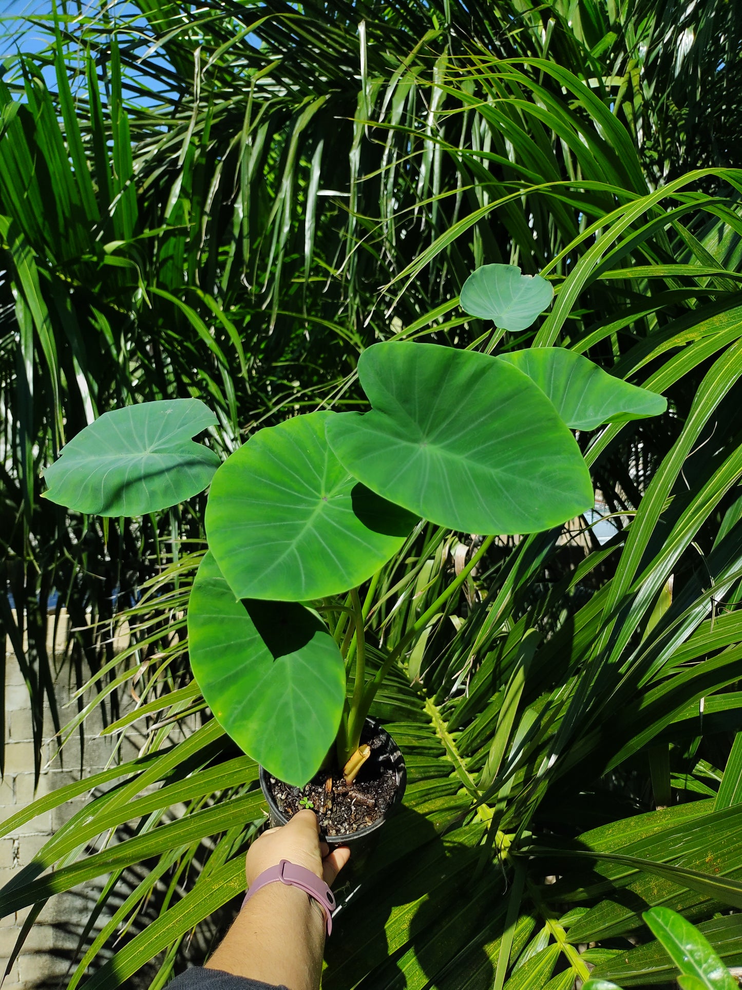 Colocasia Verde / Taro Verde #6