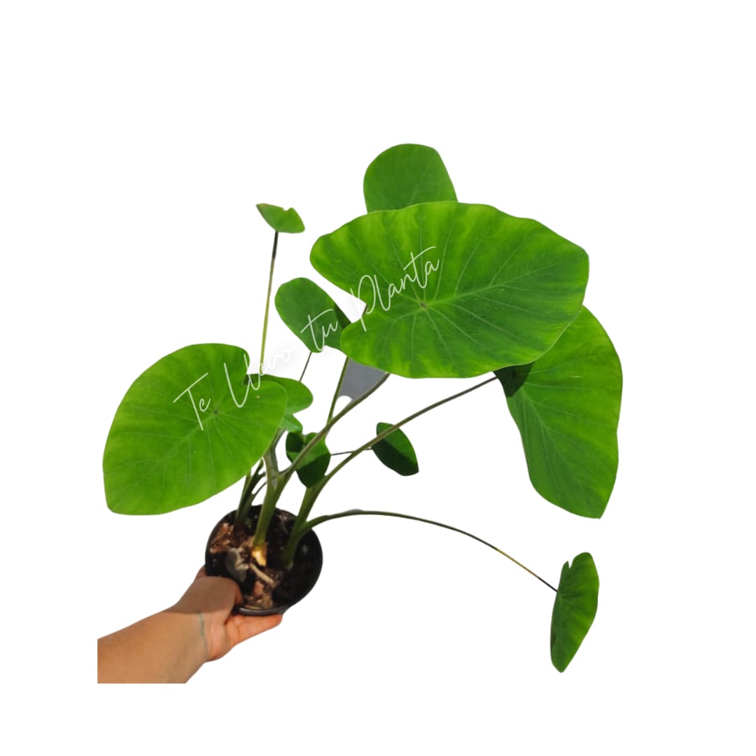 Colocasia Verde / Taro Verde #6