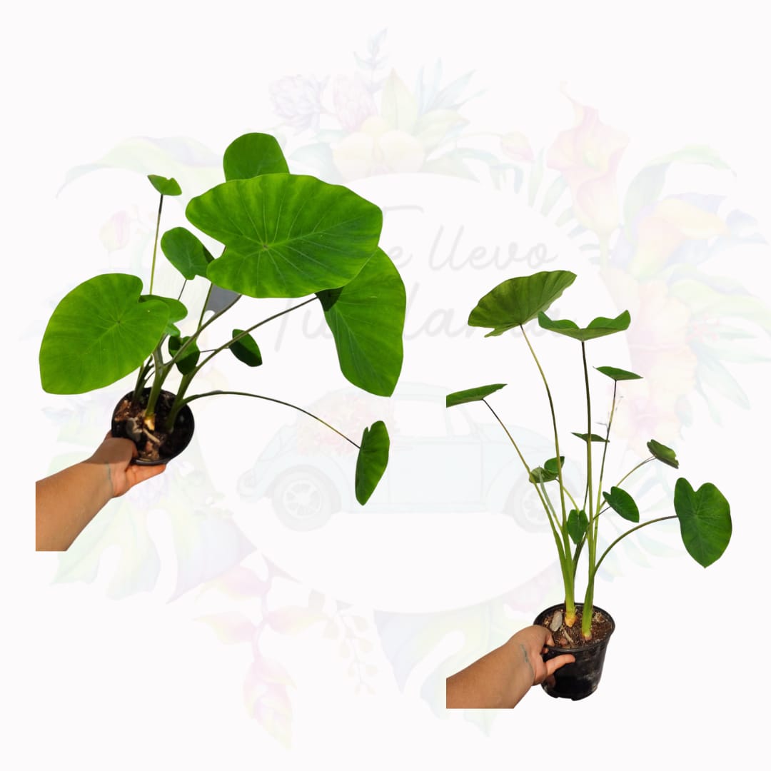 Colocasia Verde / Taro Verde #6