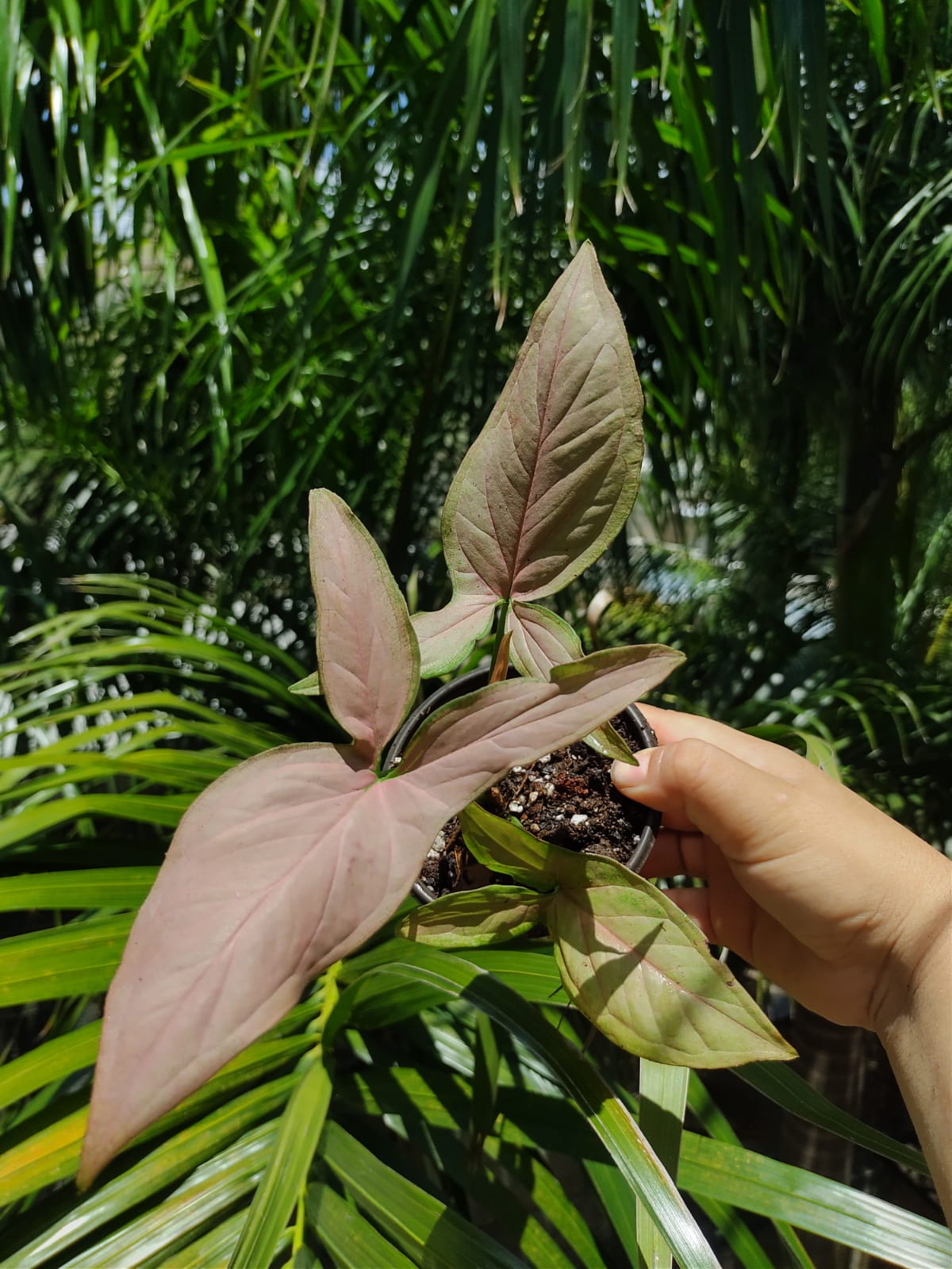 Syngonium Pink Arrow Head #4