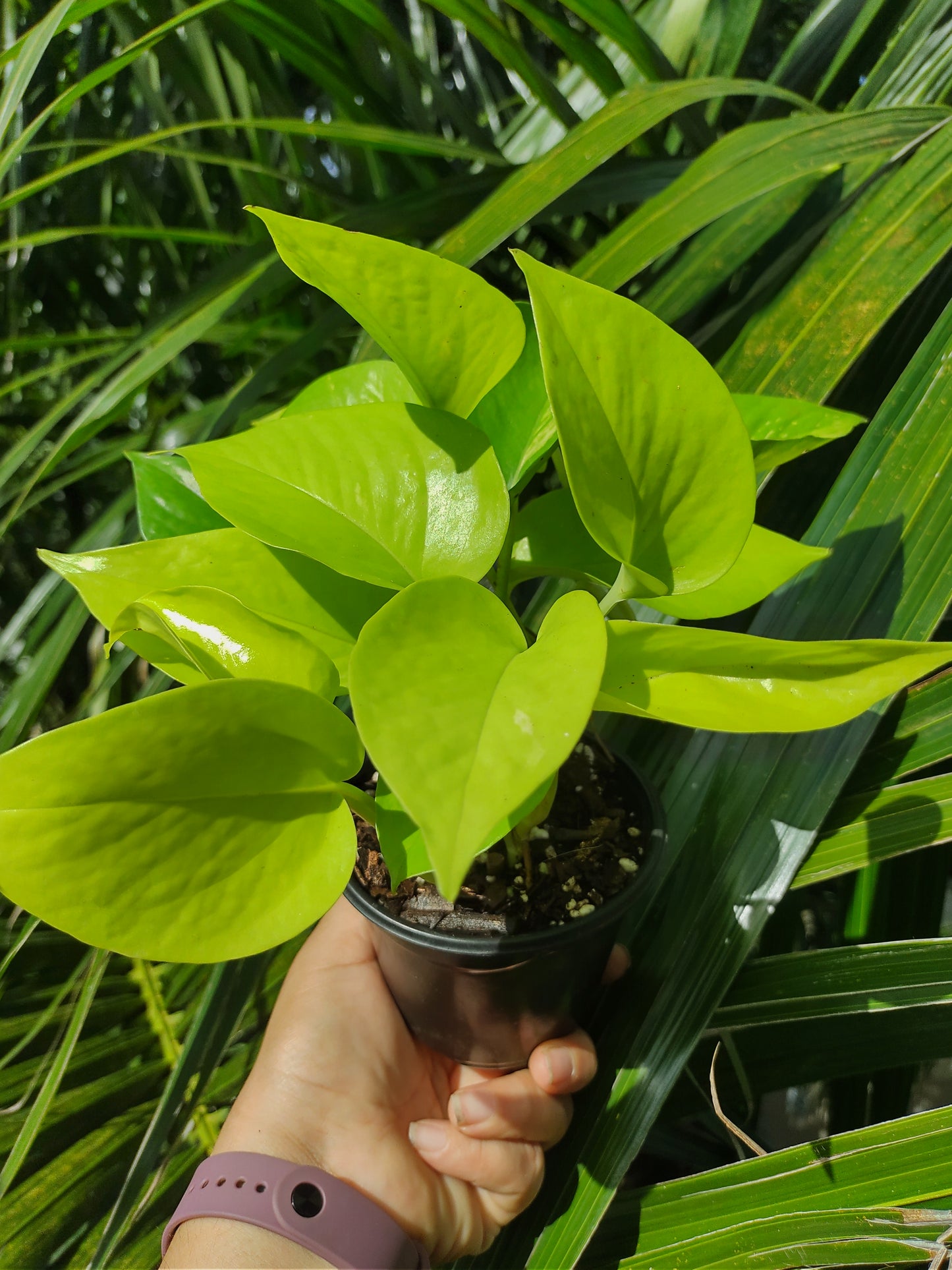 Pothos Neón | Epipremnum Aureum Neón "4