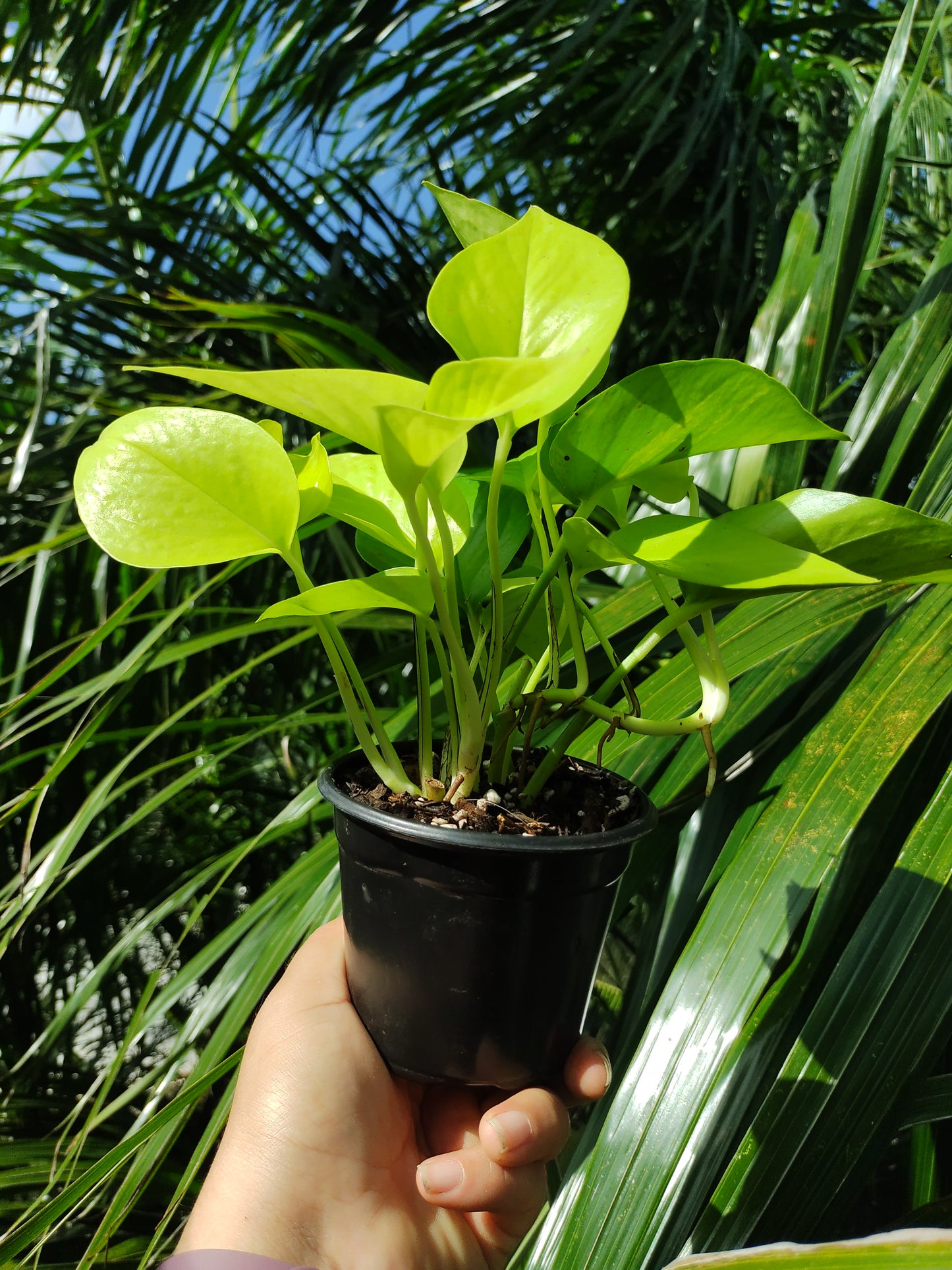 Pothos Neón | Epipremnum Aureum Neón "4