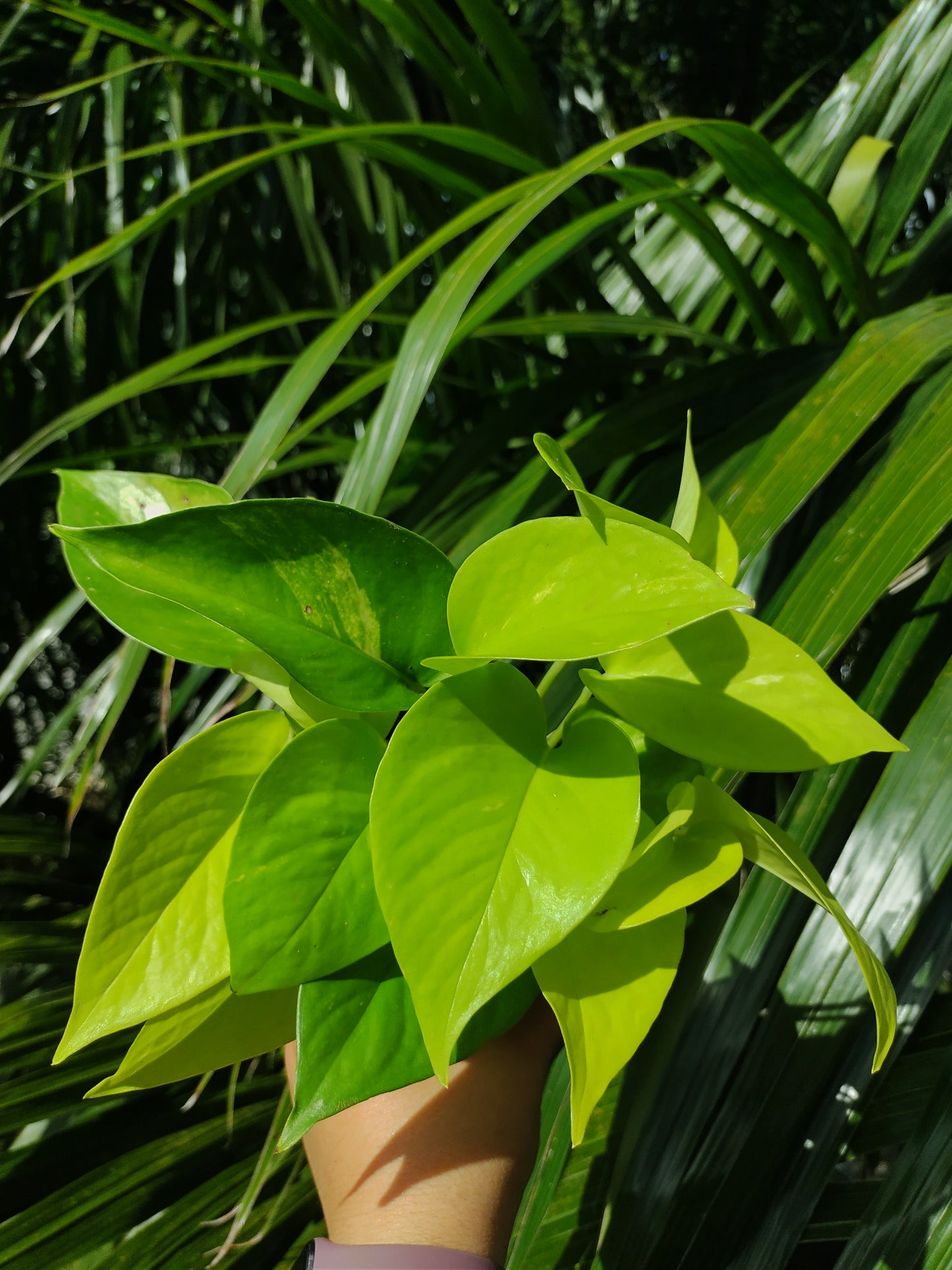 Pothos Neón | Epipremnum Aureum Neón "4