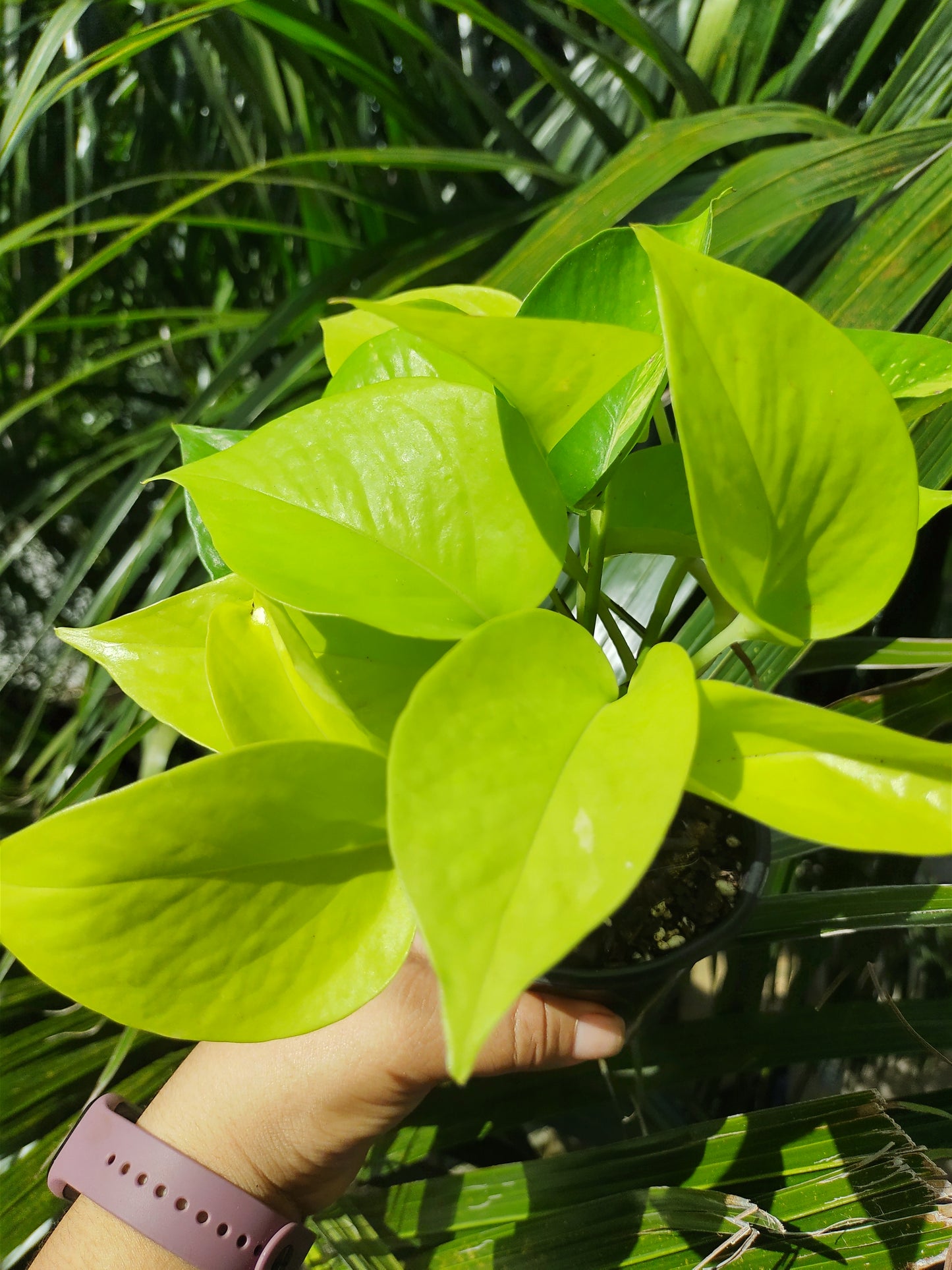 Pothos Neón | Epipremnum Aureum Neón "4