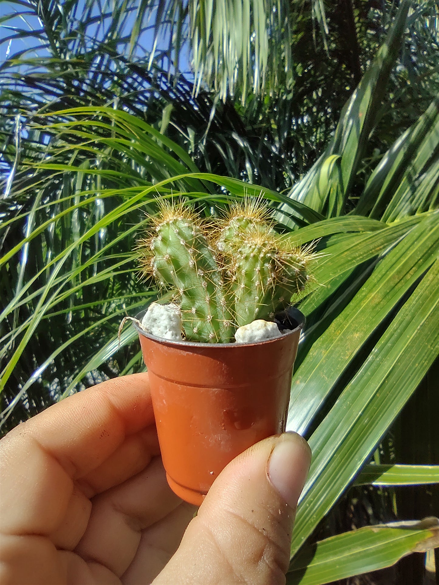 Cactus Mini #1 Cerecus Rapandus Variedad Monstrosus